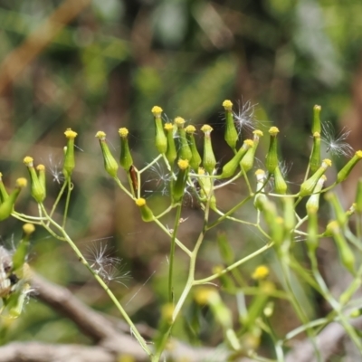 Senecio (genus) (A Fireweed) at Paddys River, ACT - 3 Jan 2023 by RAllen