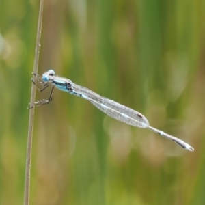 Austrolestes leda at Paddys River, ACT - 3 Jan 2023 12:13 PM