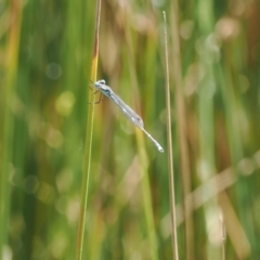 Austrolestes leda at Paddys River, ACT - 3 Jan 2023 12:13 PM