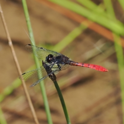 Nannophya dalei (Eastern Pygmyfly) at Paddys River, ACT - 3 Jan 2023 by RAllen