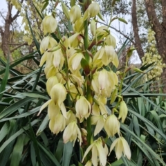 Yucca aloifolia at Jerrabomberra, ACT - 6 Jan 2023 03:56 PM