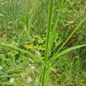 Verbena incompta at Jerrabomberra, ACT - 6 Jan 2023