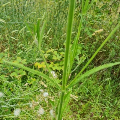 Verbena incompta (Purpletop) at Isaacs Ridge - 6 Jan 2023 by Mike