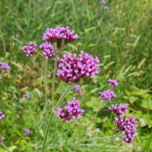 Verbena incompta at Jerrabomberra, ACT - 6 Jan 2023