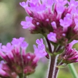 Verbena incompta at Jerrabomberra, ACT - 6 Jan 2023