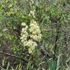 Yucca aloifolia (Spanish Bayonet) at Isaacs Ridge - 6 Jan 2023 by Mike