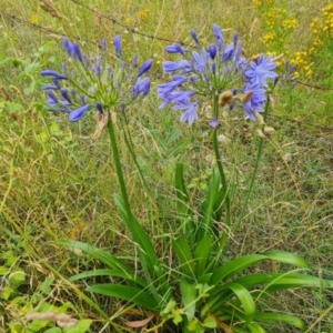 Agapanthus praecox subsp. orientalis at Jerrabomberra, ACT - 6 Jan 2023