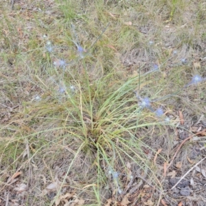 Eryngium ovinum at Jerrabomberra, ACT - 6 Jan 2023