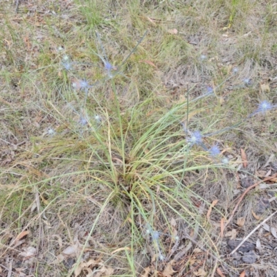 Eryngium ovinum (Blue Devil) at Jerrabomberra, ACT - 6 Jan 2023 by Mike