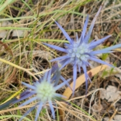 Eryngium ovinum at Jerrabomberra, ACT - 6 Jan 2023