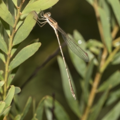 Austrolestes analis (Slender Ringtail) at Higgins, ACT - 22 Dec 2022 by AlisonMilton