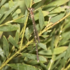 Austrolestes analis at Higgins, ACT - 22 Dec 2022