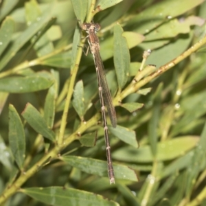 Austrolestes analis at Higgins, ACT - 22 Dec 2022