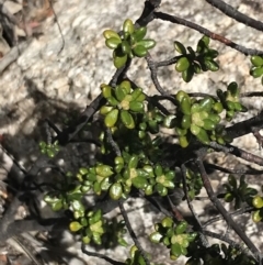 Asterolasia trymalioides (Alpine Star Bush) at Tennent, ACT - 15 Dec 2022 by Tapirlord