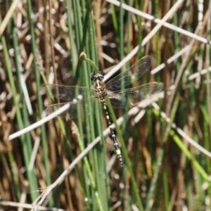 Synthemis eustalacta at Paddys River, ACT - 3 Jan 2023 12:14 PM