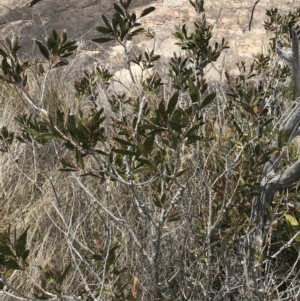 Callistemon pallidus at Tennent, ACT - 15 Dec 2022 12:23 PM