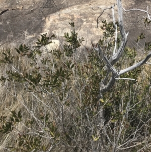 Callistemon pallidus at Tennent, ACT - 15 Dec 2022 12:23 PM