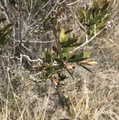 Callistemon pallidus at Tennent, ACT - 15 Dec 2022