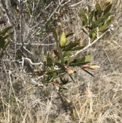 Callistemon pallidus at Tennent, ACT - 15 Dec 2022 12:23 PM