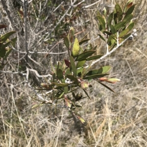 Callistemon pallidus at Tennent, ACT - 15 Dec 2022 12:23 PM