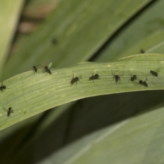 Parapalaeosepsis plebeia (Ant fly) at Higgins, ACT - 25 Dec 2022 by AlisonMilton