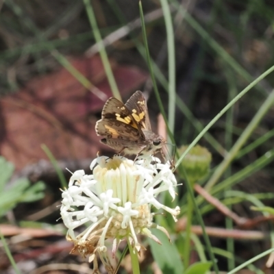 Trapezites phigalioides (Montane Ochre) at Paddys River, ACT - 3 Jan 2023 by RAllen