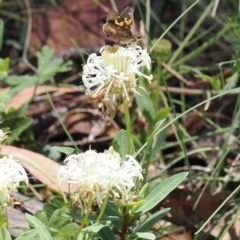 Pimelea treyvaudii (Grey Riceflower) at Paddys River, ACT - 3 Jan 2023 by RAllen