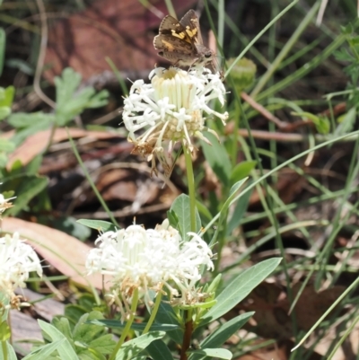 Pimelea treyvaudii (Grey Riceflower) at Paddys River, ACT - 3 Jan 2023 by RAllen