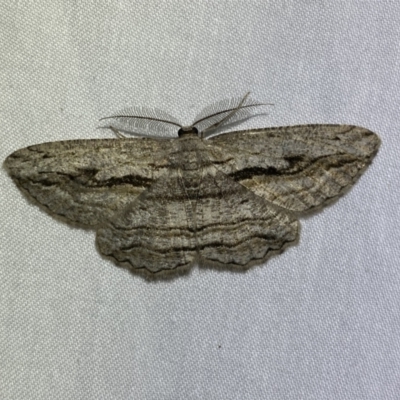 Scioglyptis loxographa (Light Grey Bark Moth) at Numeralla, NSW - 2 Jan 2023 by SteveBorkowskis