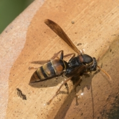 Polistes (Polistella) humilis (Common Paper Wasp) at Higgins, ACT - 25 Dec 2022 by AlisonMilton