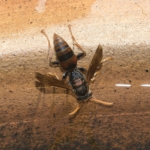 Polistes (Polistella) humilis at Higgins, ACT - 26 Dec 2022 10:57 AM