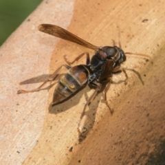 Polistes (Polistella) humilis at Higgins, ACT - 26 Dec 2022 10:57 AM