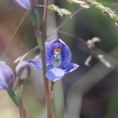 Thelymitra alpicola (Striped Alpine Sun Orchid) at suppressed - 3 Jan 2023 by RAllen