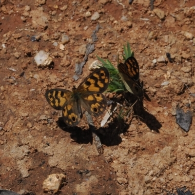 Heteronympha cordace (Bright-eyed Brown) at Paddys River, ACT - 3 Jan 2023 by RAllen