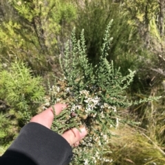 Olearia floribunda (Heath Daisy-bush) at Tennent, ACT - 15 Dec 2022 by Tapirlord