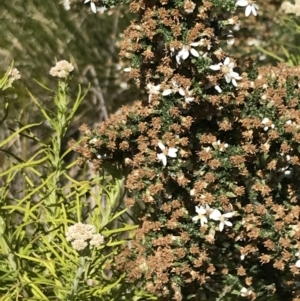 Olearia floribunda at Tennent, ACT - 15 Dec 2022 03:28 PM