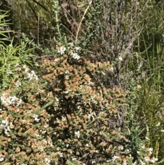 Olearia floribunda at Tennent, ACT - 15 Dec 2022 03:28 PM