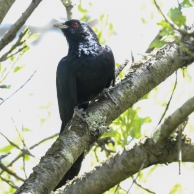 Eudynamys orientalis (Pacific Koel) at Higgins, ACT - 30 Nov 2022 by AlisonMilton