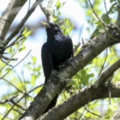 Eudynamys orientalis at Higgins, ACT - 30 Nov 2022 11:27 AM