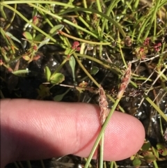 Eleocharis atricha at Tharwa, ACT - 15 Dec 2022 03:30 PM