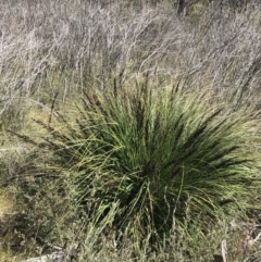 Gahnia subaequiglumis (Bog Saw-sedge) at Tennent, ACT - 15 Dec 2022 by Tapirlord