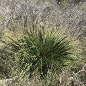 Gahnia subaequiglumis at Tennent, ACT - 15 Dec 2022 03:52 PM