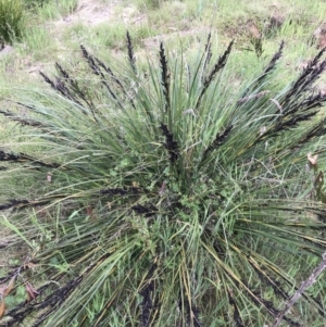 Gahnia subaequiglumis at Paddys River, ACT - 15 Dec 2022 05:38 PM