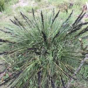 Gahnia subaequiglumis at Paddys River, ACT - 15 Dec 2022 05:38 PM