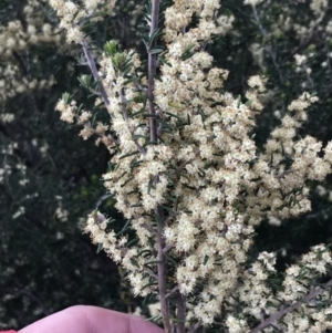 Pomaderris phylicifolia subsp. ericoides at Tharwa, ACT - 15 Dec 2022