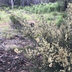 Pomaderris phylicifolia subsp. ericoides at Tharwa, ACT - 15 Dec 2022