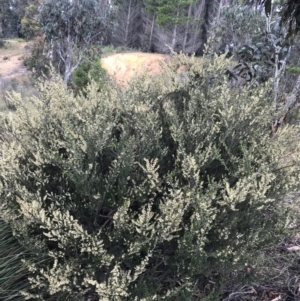 Pomaderris phylicifolia subsp. ericoides at Tharwa, ACT - 15 Dec 2022