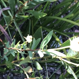 Pimelea treyvaudii at Tennent, ACT - 15 Dec 2022