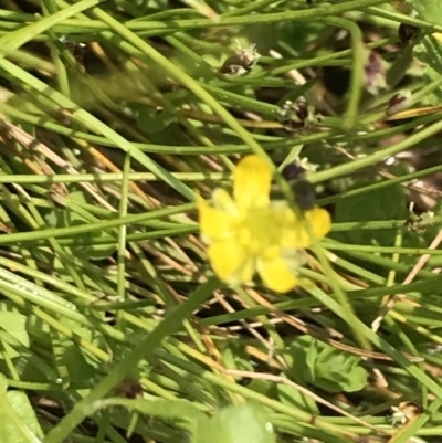 Ranunculus pimpinellifolius (Bog Buttercup) at Tennent, ACT - 15 Dec 2022 by Tapirlord