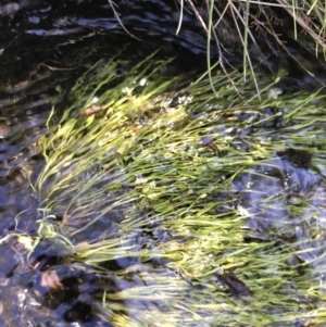 Isolepis crassiuscula at Tharwa, ACT - 15 Dec 2022